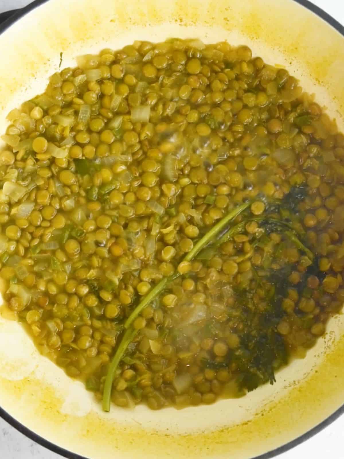 Cooked lentils in a pan with cilantro sprigs.